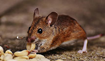 24 Hour & Emergency Exterminators in Green Mt, NC
